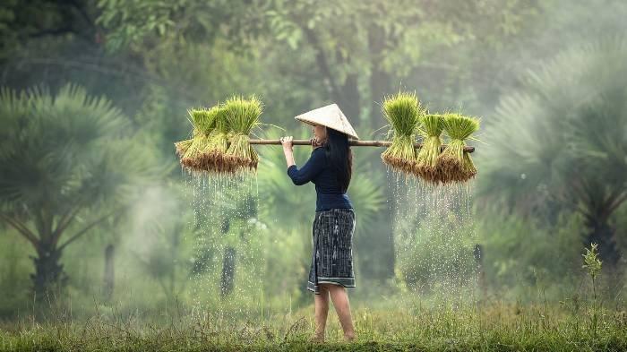 Ilustrasi petani wanita