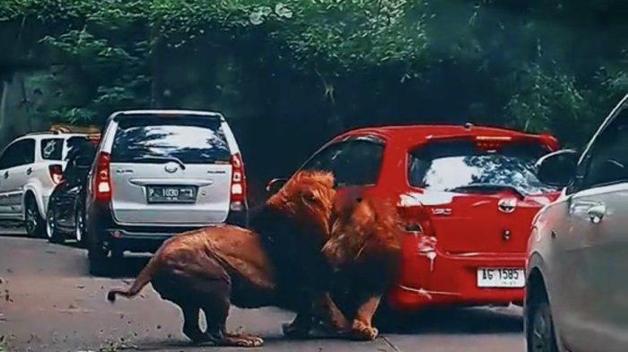 Insiden singa Taman Safari Prigen tabrak mobil pengunjung