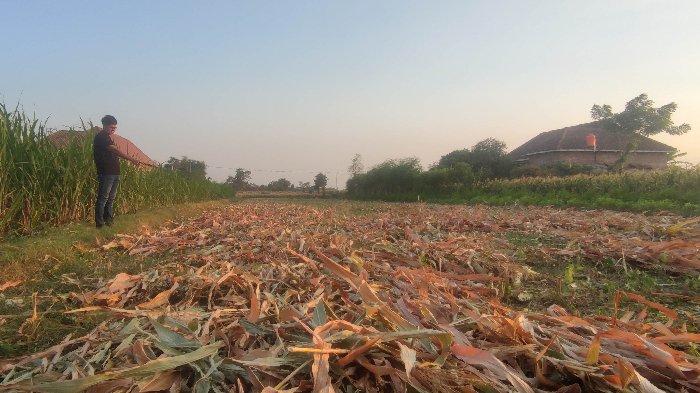 Kondisi sawah yang disewa Mohadi (60) usai disatroni maling, Rabu (14/8/2024) dalam artikel 