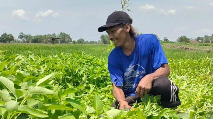KANGKUNG – Seorang petani membabat tanaman sayur kangkung yang tidak laku terjual, Senin (15/1/2023).