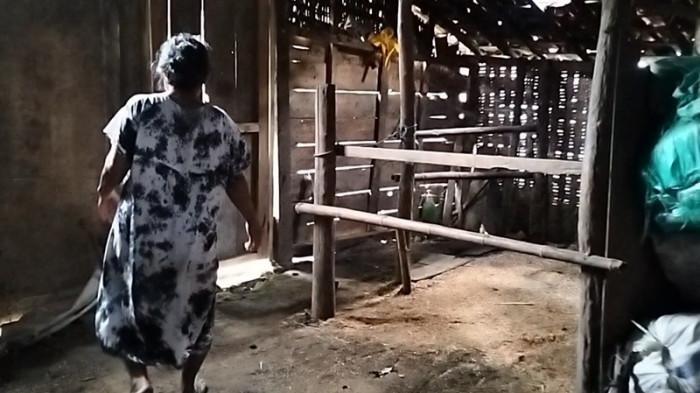 GEGARA SANDWICH GENERATION - Winarsih, menunjukkan kandang miliknya, tempat sapinya dibacok oleh IMH, saat ditemui Sabtu (26/7/2025). IMH akhirnya dimasukkan rumah sakit jiwa setelah membacok keluarga sendiri.
