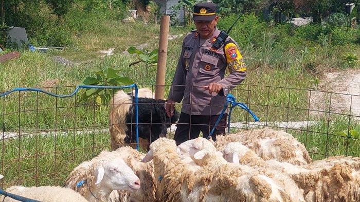 Kapolsek Gresik Kota Iptu Suharto menjadi pedagang hewan kurban saat Idul Adha