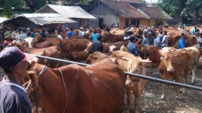 Jelang Idul Adha 2025, Banyuwangi Surplus Hewan Kurban