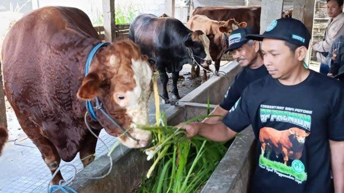 SAPI KURBAN PRESIDEN: Kondisi sapi milik Bowo yang dipilih DKPP Kota Blitar menjadi hewan kurban Presiden Prabowo Subianto, Selasa (20/5/2025). Sapi milik Bowo dibeli dengan harga Rp 84 juta.
