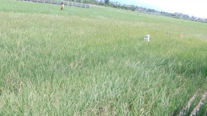 Lahan tanaman padi di Desa Wates, Kecamatan Campurdarat yang kekeringan karena air di Dam Pacar dibuang ke Parit Agung.
