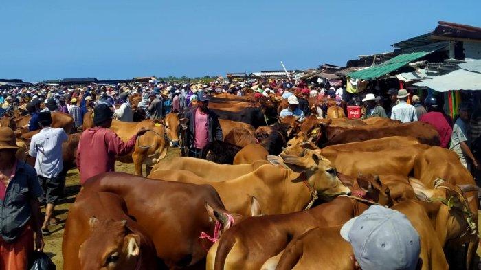 Para pedagang sapi kurban saat berada di Pasar Hewan Desa Aeng Sareh, Kecamatan/Kabupaten Sampang, Madura, Minggu, (25/6/2023).