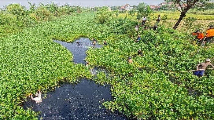 Pembersihan eceng gondok yang menutupi Sungai Wrati