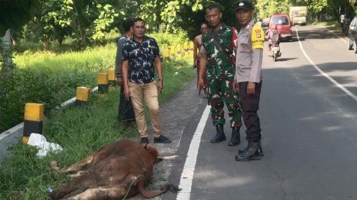 Kondisi bangkai sapi tergeletak di pinggir jalan Desa Baruh, Kecamatan Sampang, Madura (9/1/2025) kemarin.