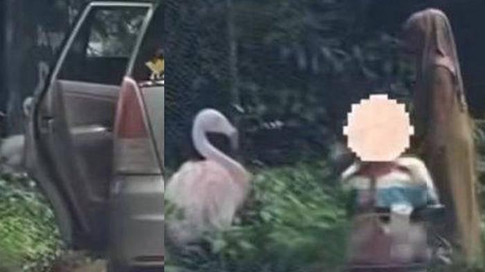 VIDEO VIRAL - Pengunjung Taman Safari Indonesia (TSI) Bogor turun dari kendaraanya di area terlarang saat berwisata.