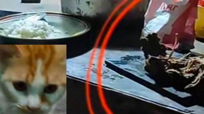 Bahaya makan daging kucing, viral di medsos gegara bapak kos makan daging kucing untuk obat diabetes.