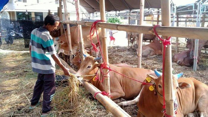 Penjualan hewan sapi kurban di Kandang Rahayu Kecamatan Lowokwaru Kota Malang, Senin (3/6/2024)