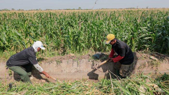 Ratusan sukarelawan Petani Tebu Bersatu (Petebu) Dukung Ganjar Kabupaten Nganjuk, berkumpul bersama warga melaksanakan bakti sosial untuk normalisasi irigasi sawah, di area persawahan Desa Banjarsari, Kecamatan Ngronggot, Kabupaten Nganjuk, Jawa Timur, Minggu (1/10/2023).