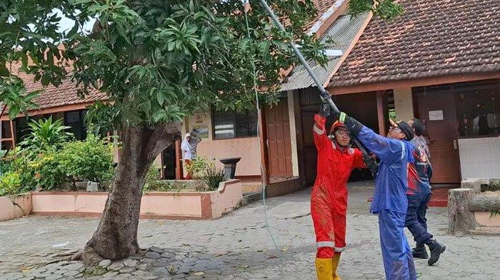 BASMI ULAT BULU - Petugas Damkar Kabupaten Madiun menyemprotkan cairan disinfektan, ke beberapa pohon yang menjadi tempat bersarang Ulat Bulu di SDN Kincang 01 Kecamatan Jiwan, Kabupaten Madiun, saat beristirahat, Senin (10/2/2025) pukul 10.00 WIB. Akibat diserang ulat bulu, ratusan murid mengalami gatal gatal saat jam istirahat