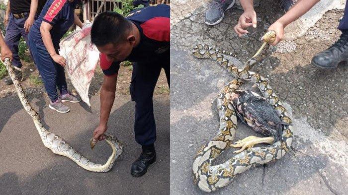 Petugas Damkar menangkap seekor ular piton yang makan ayam warga. Ular berukuran kurang lebih 3 meter di Desa Nglayang, Kecamatan Jenangan, Kabupaten Ponorogo