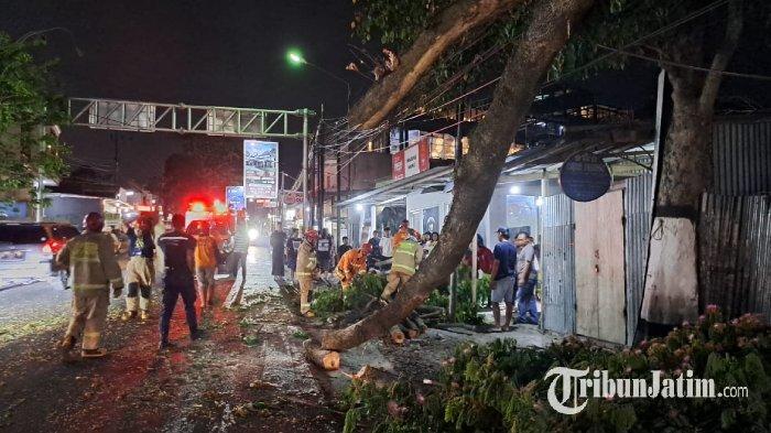 Proses pemotongan dan perempesan pohon tumbang oleh petugas di Jalan Raya Mojorejo Desa Beji, Kecamatan Junrejo, Kota Batu, Rabu (11/9/2024) malam, dalam artikel berjudul 'Pohon Tumbang Timpa Pengendara Motor di Kota Batu'
