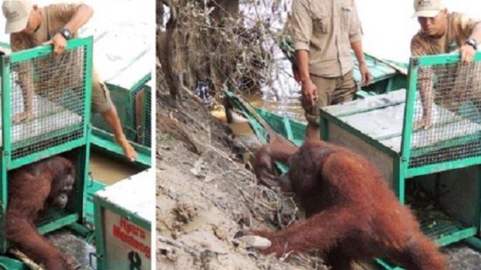 Pony, orangutan yang pernah menjadi korban pelacuran, akhirnya mendapatkan kesempatan untuk hidup bebas lagi lewat pra-lepasliaran di Pulau Kaja.()