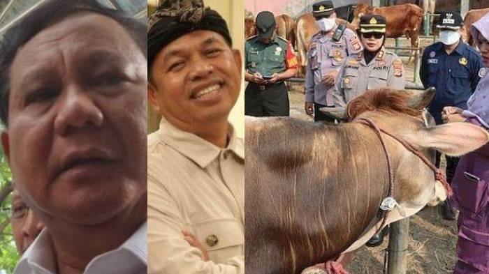 KURBAN SAPI - (Kiri) Presiden Prabowo Subianto, (tengah) Gubernur Jawa Barat Dedi Mulyadi, dan (kanan) Polres Subang memeriksa hewan kurban di Pasar Purwadadi, Subang, Jawa Barat. Prabowo membeli tiga sapi Dedi untuk kurban Idul Adha.