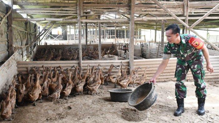 Aktivitas Prajurit TNI AD yang berdinas di Kodim 0803/Madiun, Serma Nurjain, ketika nyambi sebagai Peternak Bebek Petelur,  di kandangnya Dusun Karanganyar, Desa Pucangrejo, Kecamatan Sawahan, Kabupaten Madiun