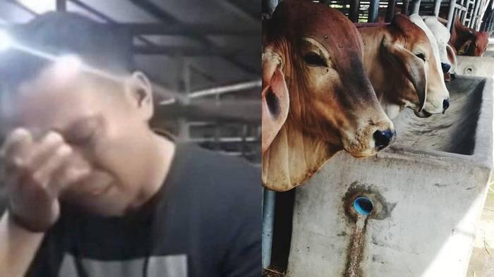 VIRAL KADES MANDER - Pria pedagang sapi asal Nusa Tenggara Barat (NTB) menangis menyampaikan persoalan jual beli sapi kurban yang tak kunjung dibayar oleh oknum Kepala Desa Mander.