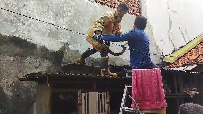 Petugas Damkarla mengevakuasi ular piton yang bergelantungan di plafon rumah warga Kebomas, Gresik, Sabtu (13/4/2024).