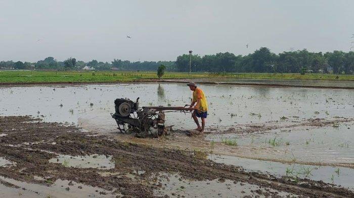 Ilustrasi petani - Salah satu petani Bojonegoro saat beraktivitas di sawahnya, Jumat (5/1/2024) sore.