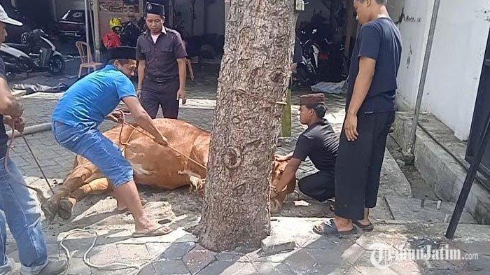 Santrinya Gus Fawait Sembelihan Sapi di Ponpes Nurul Chotib Al-Qodiri IV Jombang Jember sehari pasca Pencoblosan Pilkada 2024
