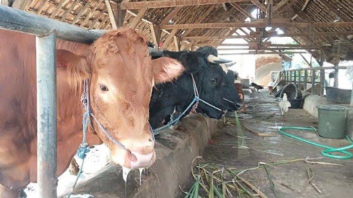 Sapi Ternak Milik Peternak di Jomban dalam artikel berjudul 'Ratusan Hewan Ternak Terjangkit PMK, Pemkab Sebut Tak Ada Kompensasi Sapi Mati'