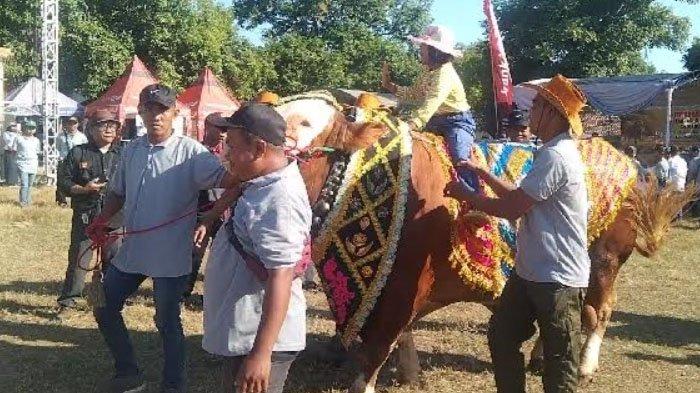 Sapi dengan bobot 1136 kilogram yang meraih kontes ternak tahun 2024 di Situbondo, Rabu (29/5/2024).