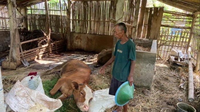 Sapi di kandang milik Kayun Dusun Setutup Desa Jimbe Kecamatan Jenangan yang diduga terkena PMK, terlihat lemes. Sapi-sapi di Dusun Setutup Desa Jimbe Kecamatan Jenangan Kabupaten Ponorogo tetiba ambruk kemudian beberapa mati, Kamis (2/1/2025)