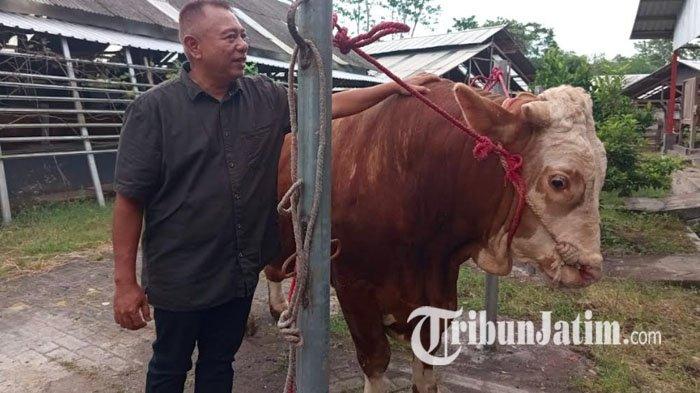 SAPI PRESIDEN - Sapi jenis Simental yang dipelihara oleh Kepala Desa Dawuhan Lor, Lumajang, Jawa Timur, menarik minat Presiden Prabowo, Senin (26/5/2025). Sapi seberat lebih dari 800 kilogram itu dibeli dengan harga Rp 65 juta. 