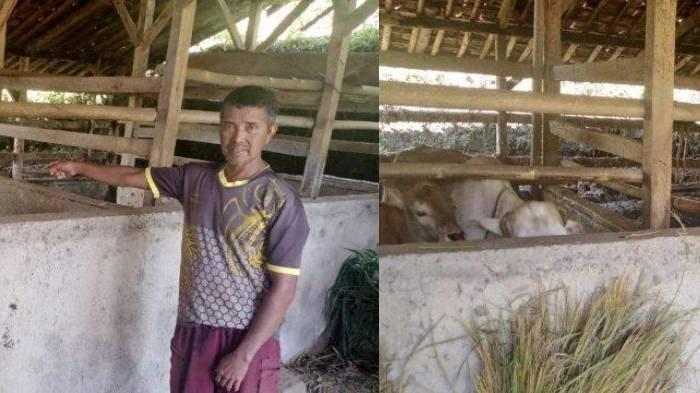 DICURI - Narya (54) berada di kandang sapi miliknya. Narya mendapat musibah kehilangan salah satu sapi jenis limousin yang dicuri, Rabu (4/6/2025).