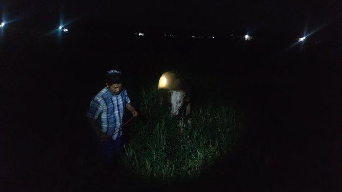 Sapi merah milik Usman warga Jalan Merapi, Kelurahan Triwung Lor, Kecamatan Kademangan, Kota Probolinggo, ditemukan di area sawah. Sempat digondol maling, Selasa (27/6/2023).