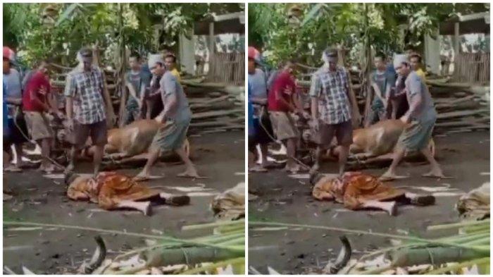 Screenshot video warga Jember meninggal dunia saat menyaksikan penyembelihan hewan kurban.