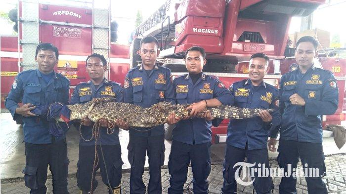 Seekor buaya ditali seusai diamankan personel Dindamkarmat Bojonegoro dari Sungai Prudung, Jumat (16/2/2024) pagi.
