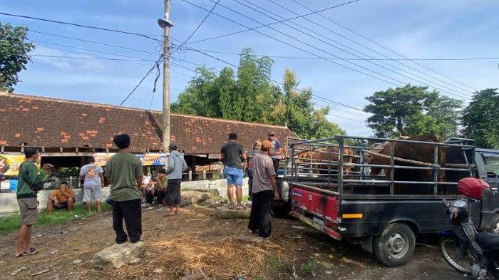 Sejumlah pedagang sapi di Ponorogo kecelek. Mereka tidak tahu kalau Pasar Hewan Jetis Ponorogo ditutup sementara, Jumat (10/1/2025).