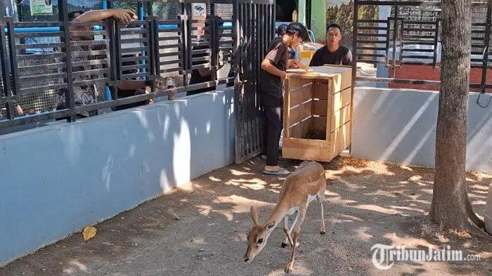 2 Satwa Antelop kembali ke kandang Madiun Umbul Square, Jumat siang (20/9/2024). Hewan mamalia tersebut sebelumnya dijual secara ilegal oleh oknum Tenaga Harian Lepas inisial MFR.