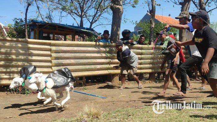 Keunikan Karapan Kambing di Kota Probolinggo, Ini Perbedaan dengan ...