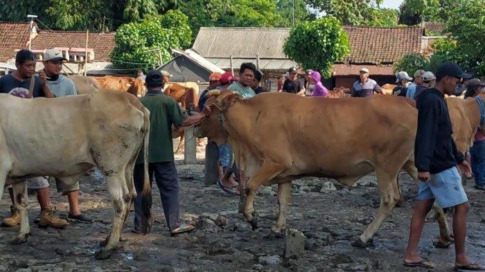 Suasana jual beli sapi di pasar hewan Pare Kabupaten Kediri, Selasa (7/1/2025)