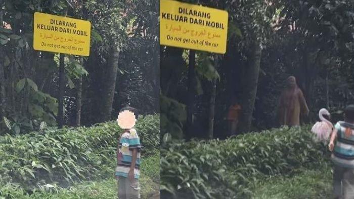 ULAH PENGUNJUNG Taman Safari Indonesia Bogor memperingatkan pengunjung agar tidak keluar dari mobil saat melakukan safari journey. Imbauan itu disampaikan Senior VP Marketing TSI, Alexander Zulkarnain pada Selasa (18/2/2025).