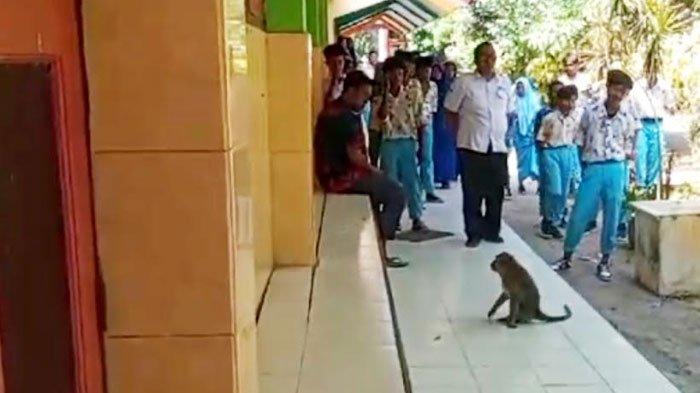 SMPN 7 Bangkalan, Desa Kramat, Kecamatan Bangkalan diteror monyet yang tiba-tiba memasuki kawasan sekolah, Rabu (4/9/2024) dalam judul 'Teror Monyet Bikin Gaduh Sekolah di Bangkalan, Guru Olahraga Digigit, Siswa Dipulangkan Lebih Awal'