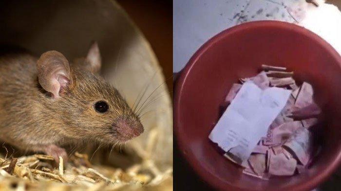 UANG DIGONDOL TIKUS - Uang Rp 22 juta hasil gabah petani asal Sulawesi Selatan yang dibawa kabur oleh tikus. Videonya viral setelah diunggah ke media sosial, Sabtu (19/4/2025). Nota penjualan gabah juga ikut dibawa kabur.