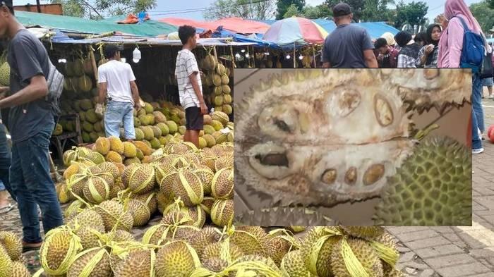 DUREN TEWEL - Puluhan pedagang durian di kawasan Pasar Wisata Cheng Ho menyayangkan adanya video viral berisi tewel, Sabtu (08/02/2025).