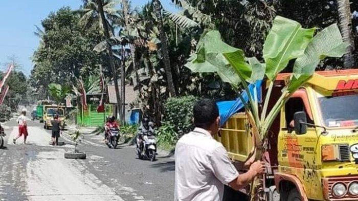 Warga Desa Sumberasri, Kecamatan Nglegok, melakukan aksi penanaman pohon pisang di jalan desanya yang rusak, Kamis (10/8/2023)
