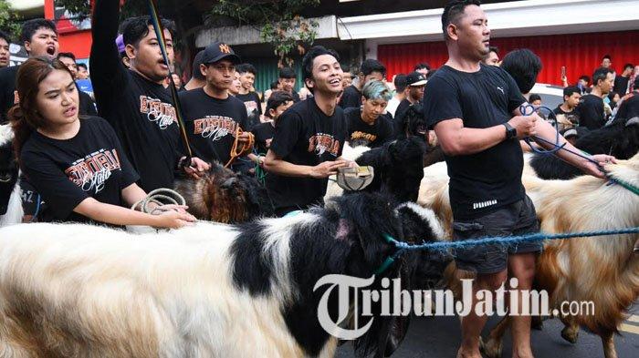 Warga Kampung Temenggungan Malang melakukan tradisi arak-arakan hewan kurban sebelum disembelih di Kelurahan Sukoharjo, Kecamatan Klojen, Kota Malang, Jawa Timur, Kamis (29/6/2023).