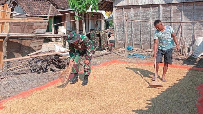 TMMD JOMBANG - Warga dan Tentara sedang menjemur padi di Desa Ngusikan, Kecamatan Ngusikan, Kabupaten Jombang, Jawa Timur, Jumat (25/7/2025). Fokus membangun infrastruktur dimulai dari pelosok kabupaten.