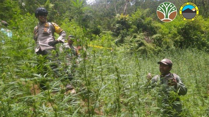 LADANG GANJA SEMERU - Polisi sisir ladang ganja di lereng Gunung Semeru pada September 2024 lalu. Belakangan viral temuan ladang ganja lewat video drone.
