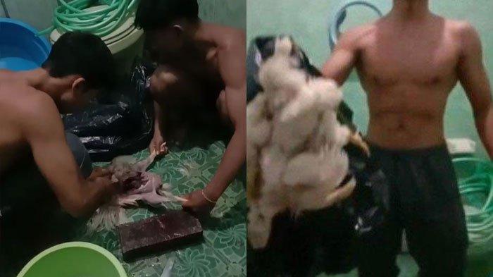 MAKAN AYAM TIREN - Atlet binaraga Kabupaten Malang menunjukkan ayam tiren (bangkai ayam), Minggu (4/5/2025). Mereka terpaksa makan bangkai karena minimnya pendanaan dari pemerintah.