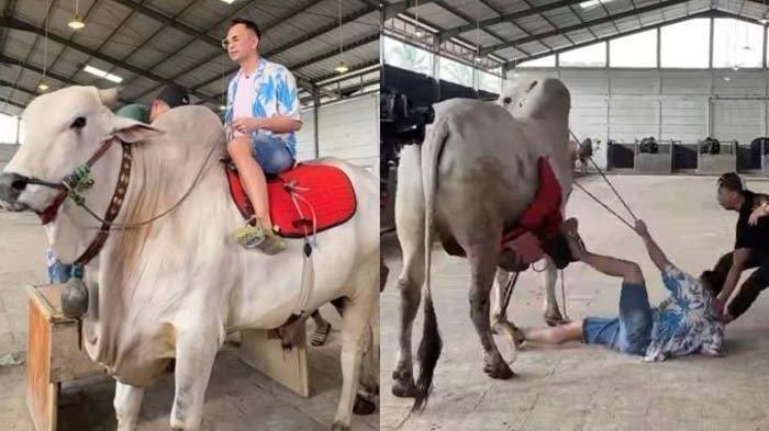 JATUH - Presenter Raffi Ahmad terjatuh dari sapi 1 ton milik Irfan Hakim. Akibatnya, suami Nagita Slavina tersebut harus CT Scan memeriksa kondisinya, Senin (21/4/2025).