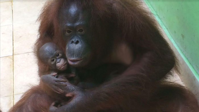 Ilustrasi Orangutan Kalimantan