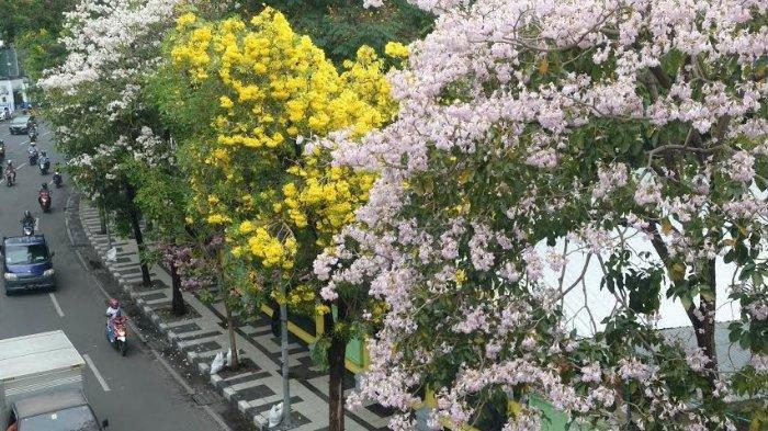 Guguran Bunga Tabebuya Bakal Diolah Pemkot Surabaya Jadi Kompos, Dibuat  Pupuk Organik Tanaman - Tribunjatim.com